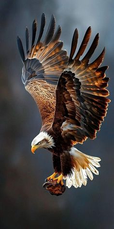 an eagle flying in the sky with its wings spread out and it's talon extended