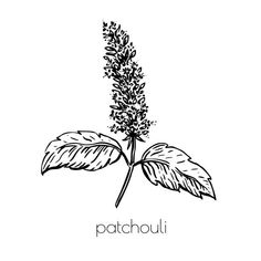 a plant with leaves and the word patchouli written in black ink on a white background