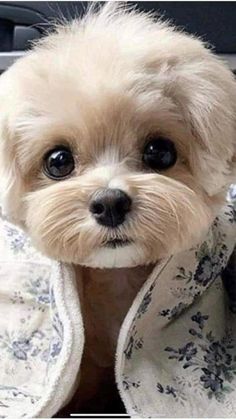 a small dog sitting in the back seat of a car with a blanket around it's neck