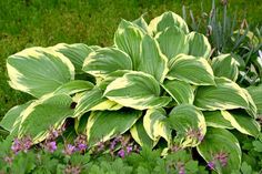 some green and yellow leaves are growing in the grass next to purple flowers on the ground