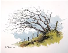 a watercolor painting of a bare tree on a grassy hill with fence posts in the foreground