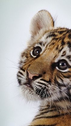 a close up of a small tiger cub