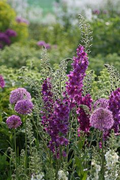 purple and white flowers are in the middle of a field with green trees behind them