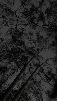 looking up at the tops of tall trees in black and white, from below on an overcast day