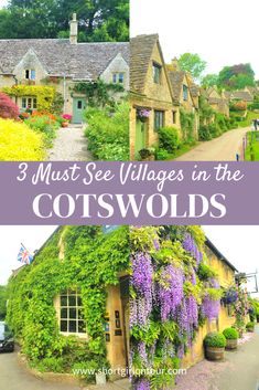 cottages in the cotswolds with purple flowers and green plants growing on them