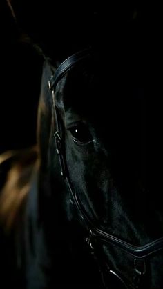 a close up of a horse's head in the dark with its bridle on