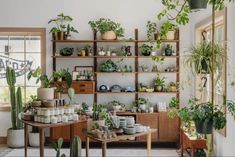 a room filled with lots of potted plants