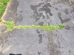 a black dog standing in the middle of an asphalt road with grass growing on it