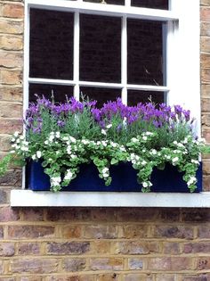 a window box filled with purple and white flowers