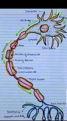 Neuron detailed diagram notes Brain Study, Operation Theatre, Notes For Students, Biology Diagrams, Toxic Workplace, Hand Written Notes, Learn Biology, Jee Mains