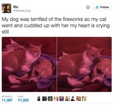 two cats cuddle together on top of a purple blanket, and the caption reads, my dog was terrified of the fireworks so my cat went