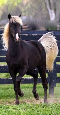 a black horse with blonde hair running in the grass near a wooden fence and trees