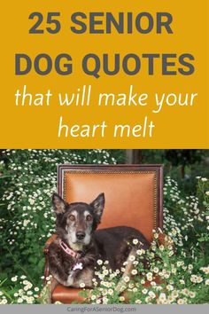 a dog sitting in an old chair with the words 25 senior dog quotes that will make your heart melt