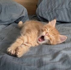 an orange kitten yawns while laying on a bed