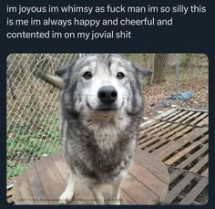 a husky dog sitting on top of a wooden table next to a chain link fence