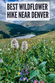 the best wildflower hike near denver