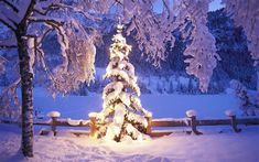 a christmas tree is lit up in front of a snowy fence with snow on the ground