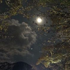 the full moon shines brightly in the night sky above some trees and bushes with leaves on them