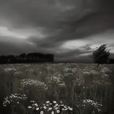 a field full of wildflowers under a dark sky with trees in the background