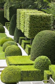 a row of trimmed hedges in the shape of trees