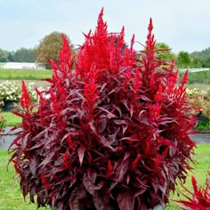 a bush with red leaves in the grass