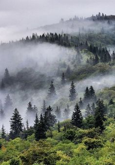 the mountains are covered in fog and trees