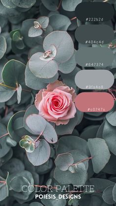 a pink rose surrounded by green leaves with the text color palette poisels designs