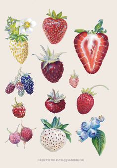 an illustration of strawberries and other berries