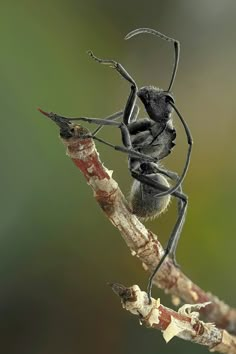 a black and white insect sitting on top of a tree branch next to another plant