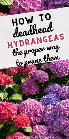 purple and pink flowers with text overlay how to deadhead hydrangeas the proper way to prune them