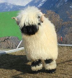 a white and black sheep standing on top of a grass covered field