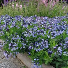 purple flowers are growing in a wooden planter