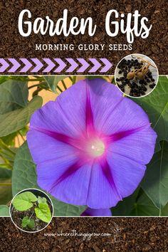 Garden Gifts - Morning Glory Seeds Deep Purple Flowers, Morning Glory Seeds, Climbing Trellis, Bees And Butterflies, Morning Glories, Heirloom Seeds