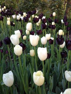 many white and black tulips in a garden