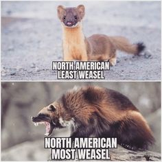 two different pictures of an animal with caption that reads, north american least weasel