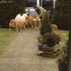 a man is feeding his dogs outside in the yard