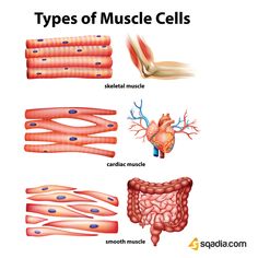 the different types of muscle cells