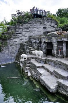 two polar bears are standing on some steps near the water and people look at them