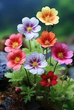 colorful flowers are growing out of the ground