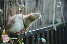 a rat sitting on top of a wooden fence next to a green plant and bubbles