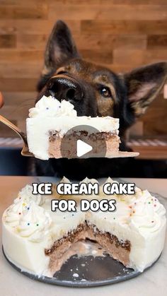 a dog is looking at a piece of ice cream cake with the words ice cream cake for dogs