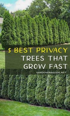 the words best privacy trees that grow fast are in front of a row of hedges