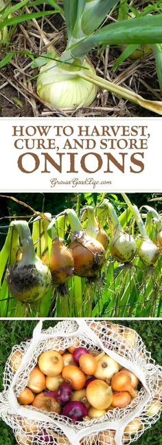 how to harvest and store onions in the garden