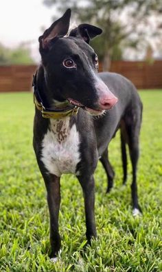 a black and white dog standing in the grass