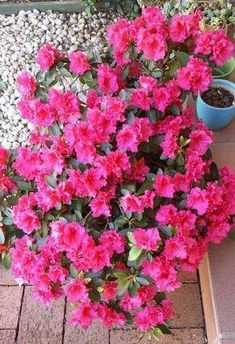 the pink flowers are blooming in the potted planter on the brick walkway