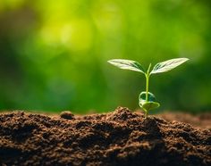 a young plant sprouts from the ground