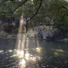 the sun is shining through the trees over the water