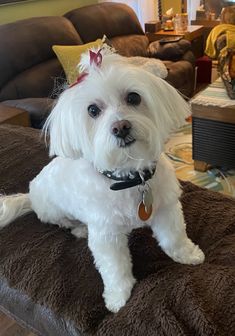 a small white dog with a crown on its head sitting on a brown blanket in a living room