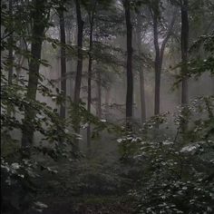 foggy forest with trees and leaves on the ground