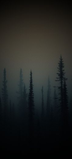 trees in the fog on a dark day